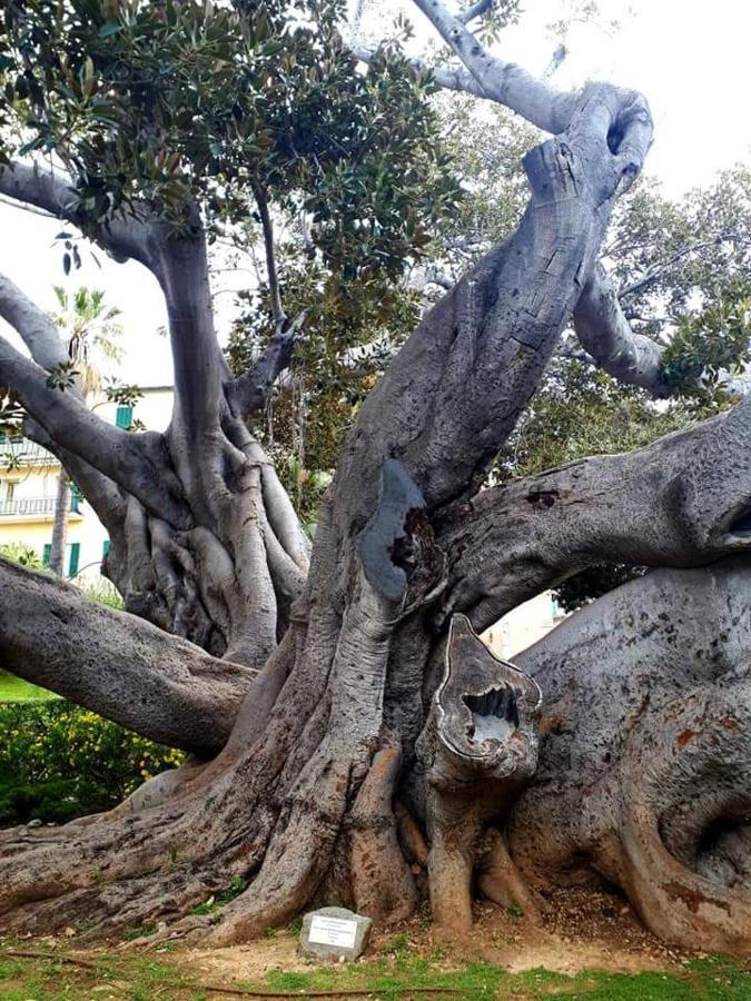 La Terrazza Panzió Bordighera Kültér fotó